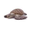 PAPO Marine Life Loggerhead Turtle Toy Figure, Three Years or Above, Multi-colour (56005)