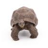 PAPO Wild Animal Kingdom Galapagos Tortoise Toy Figure, Three Years or Above, Green (50161)