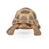 PAPO Wild Animal Kingdom Hermann's Tortoise Toy Figure, 3 Years or Above, Brown (50264)