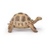 PAPO Wild Animal Kingdom Hermann's Tortoise Toy Figure, 3 Years or Above, Brown (50264)