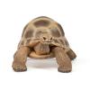 PAPO Wild Animal Kingdom Hermann's Tortoise Toy Figure, 3 Years or Above, Brown (50264)