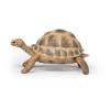 PAPO Wild Animal Kingdom Hermann's Tortoise Toy Figure, 3 Years or Above, Brown (50264)