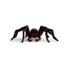 WIZARDING WORLD Aragog Toy Figure, 6 Years and Above, Brown/Black (13987)