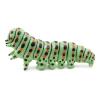 PAPO Wild Life in the Garden Caterpillar Toy Figure, 3 Years or Above, Green (50266)