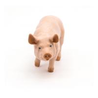 PAPO Farmyard Friends Boar Toy Figure, Three Years or Above, Pink (51044)