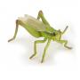 PAPO Wild Animal Kingdom Grasshopper Toy Figure, 3 Years or Above, Green (50268)
