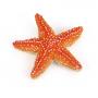 PAPO Marine Life Starfish Toy Figure, 3 Years or Above, Orange (56050)