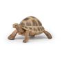 PAPO Wild Animal Kingdom Hermann's Tortoise Toy Figure, 3 Years or Above, Brown (50264)