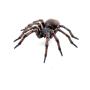 PAPO Wild Life in the Garden Common Spider Toy Figure, Three Years and Above, Brown/Orange (50292)